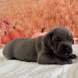 Ken- BLUE BRINDLE - Gray brindle male Cane Corso puppy in Loogootee, Indiana from Walnut Creek Cane Corso