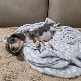 Dachshund All Grown Up from CBR Mini Dachshunds