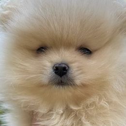 Pomeranians from Baby Bear Poms