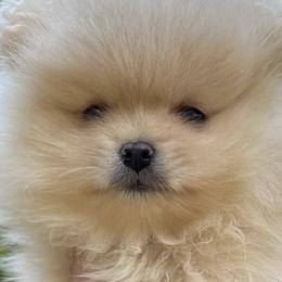 Pomeranians from Baby Bear Poms