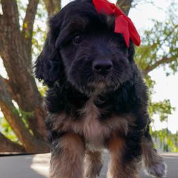 Memphis - Black tri-color female Aussiedoodle puppy in Crowley, Texas from Nelson's Aussies and Aussiedoodles