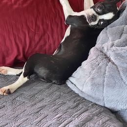 Boston Terrier Puppies from Bonze Boston Terriers