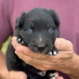 Smoke - Black & white male Australian Shepherd puppy in Nicholasville, Kentucky from Sugar Creek Aussies