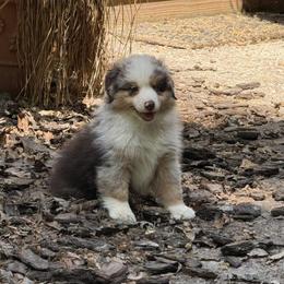 Catch - Red merle male Miniature American Shepherd puppy in Garysburg, North Carolina from Schaefer's Miniature American Shepherds