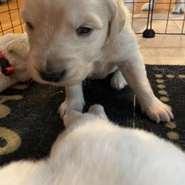 Golden Retriever Puppies from English Cream Goldens in Georgia