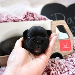 French Bulldog Puppies from FrenchieBnB