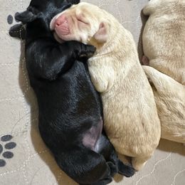 Labrador Retriever Puppies from Red Barn Family Labs