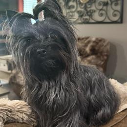 Zoey - Black and tan female Yorkshire Terrier puppy in Benton, Illinois from Furry Tailz Yorkies