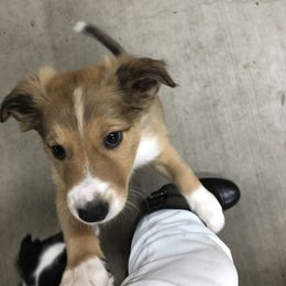 Border Collie Puppies from Burke BC’s
