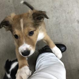 Border Collie Puppies from Burke BC’s