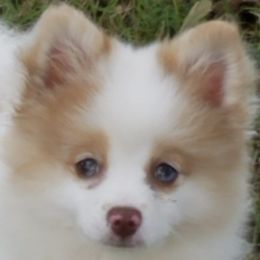 Pomeranians from Rahndoe's Pomeranians