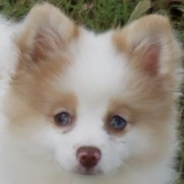 Pomeranians from Rahndoe's Pomeranians