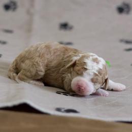 Flint - Red male Bernedoodle puppy in Springtown, Texas from North Texas Puppies