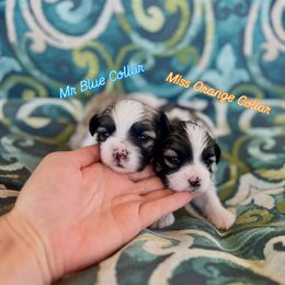 Mr Blue Collar - male Mal-Shi puppy in Poolville, Texas from Tx Pups