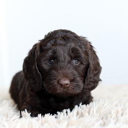 Purple - Chocolate female Australian Labradoodle puppy in Williamstown, New York from Lewis Manor Labradoodles