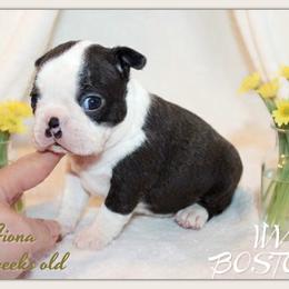 Fiona - Black and white female Boston Terrier puppy in North Central, Vermont from Windy Valley’s Bostons