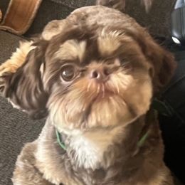 Rover - Shih Tzu