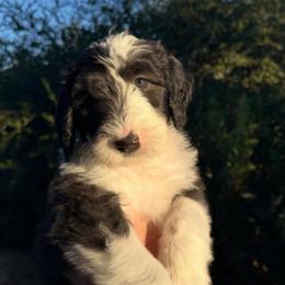 Hermosa - Black and white female Sheepadoodle puppy in Claremont, California from Dots Sheepadoodles