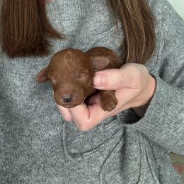 Drax - Red  male Poodle puppy in Cedar City, Utah from Precious Paws Ranch