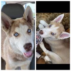 Siberian Husky Puppies from Dixie's Siberians