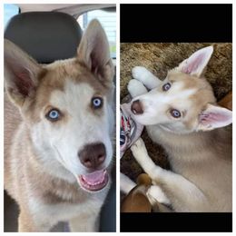 Siberian Husky Puppies from Dixie's Siberians