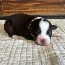 Girl 2 - Red tri female Toy Australian Shepherd puppy in Sulphur, Louisiana from Triple J Aussies and Corgis