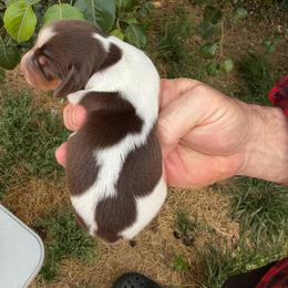 Boy 2 - Piebald male Dachshund puppy in Knoxville, Tennessee from Over The Moon Minis
