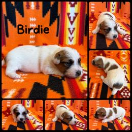 Birdie - White and tan female Russell Terrier puppy in Zim, Minnesota from ZimBogWay Acres