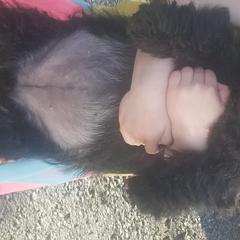 Scottish Terrier Puppies from JMAR kennels