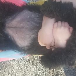 Scottish Terrier Puppies from JMAR kennels