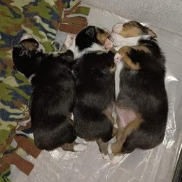 Australian Shepherd Puppies from S & E Delightful Aussies