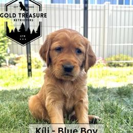 Boy 3 - Golden male Golden Retriever puppy in Star, Idaho from Gold Treasure Retrievers