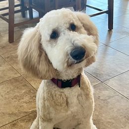Scout - Goldendoodle