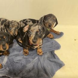 Dachshund Puppies from Wonderland Weenies