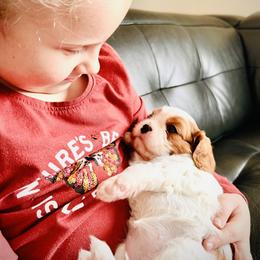 Cavalier King Charles Spaniel Puppies from Cavy Love