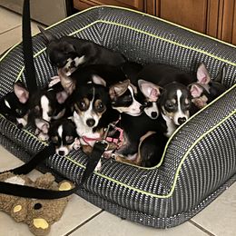 "Father is right in the middle of the puppies " Chihuahua Puppies from Chihuahua Mama