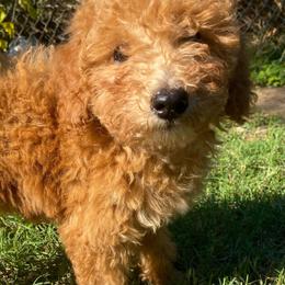 Zorah - Apricot female Goldendoodle puppy in Bentonville, Arkansas from Bentonville Doodles