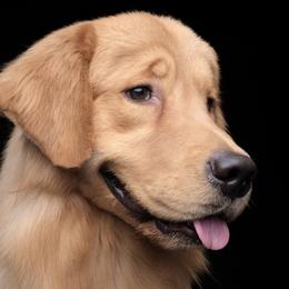 Airedale Terriers and Golden Retrievers from Sugarbear Kennels