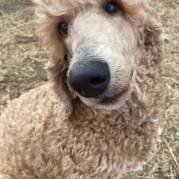 Chloe - Poodle