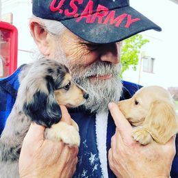 Dachshund Puppies from STORIED DOXIES