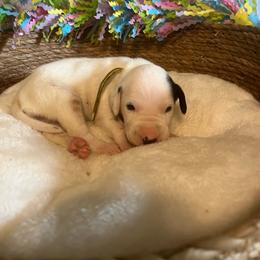 Butter Pecan- Yellow- HUA - White and black female Dalmatian puppy in Claremore, Oklahoma from Lotsofdots Dalmatians