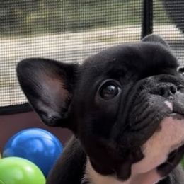 Girl 1 - French Bulldog puppy from Deolin
