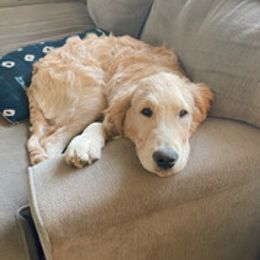 Golden Retriever Puppies from Brooke Zuidervaart