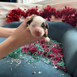 Champ - Red tri-color male Australian Shepherd puppy in Niles, Michigan from Tara's Australian Shepherds