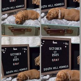 Golden Retriever puppies from South Hill Golden Retrievers