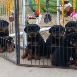 Rottweiler Puppies from Gottlïchen Rottweilers