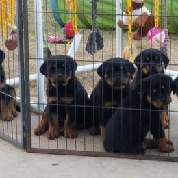 Rottweiler Puppies from Gottlïchen Rottweilers