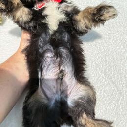 Red Bow - Black and tan male Havapoo puppy in Evart, Michigan from Northern’s Cute Cuddly Cava Poos