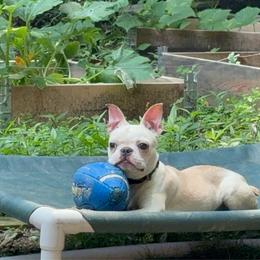 Winnie - Boston Terrier