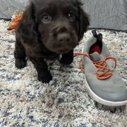 Boykin Spaniel Puppies from White Acres